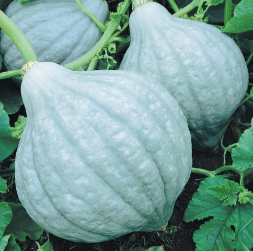 Blue Hubbard - Large