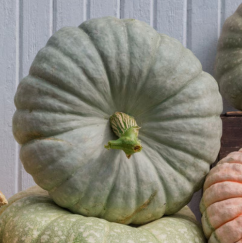 Calico Belle - Large