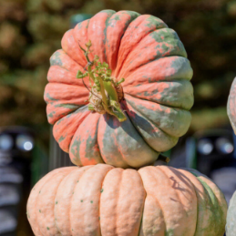 Green Eggs & Ham - Large