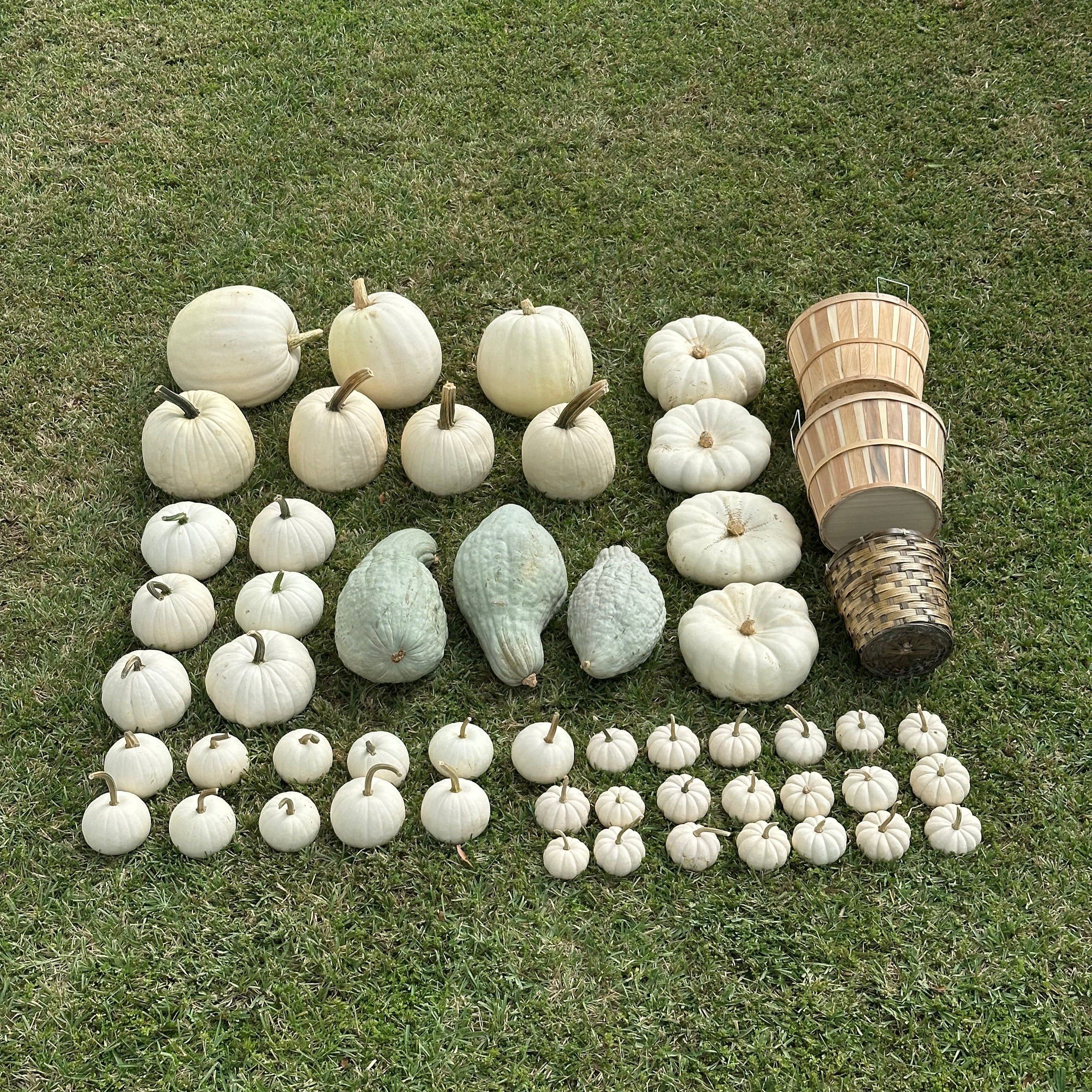 Polar Porch - Medium