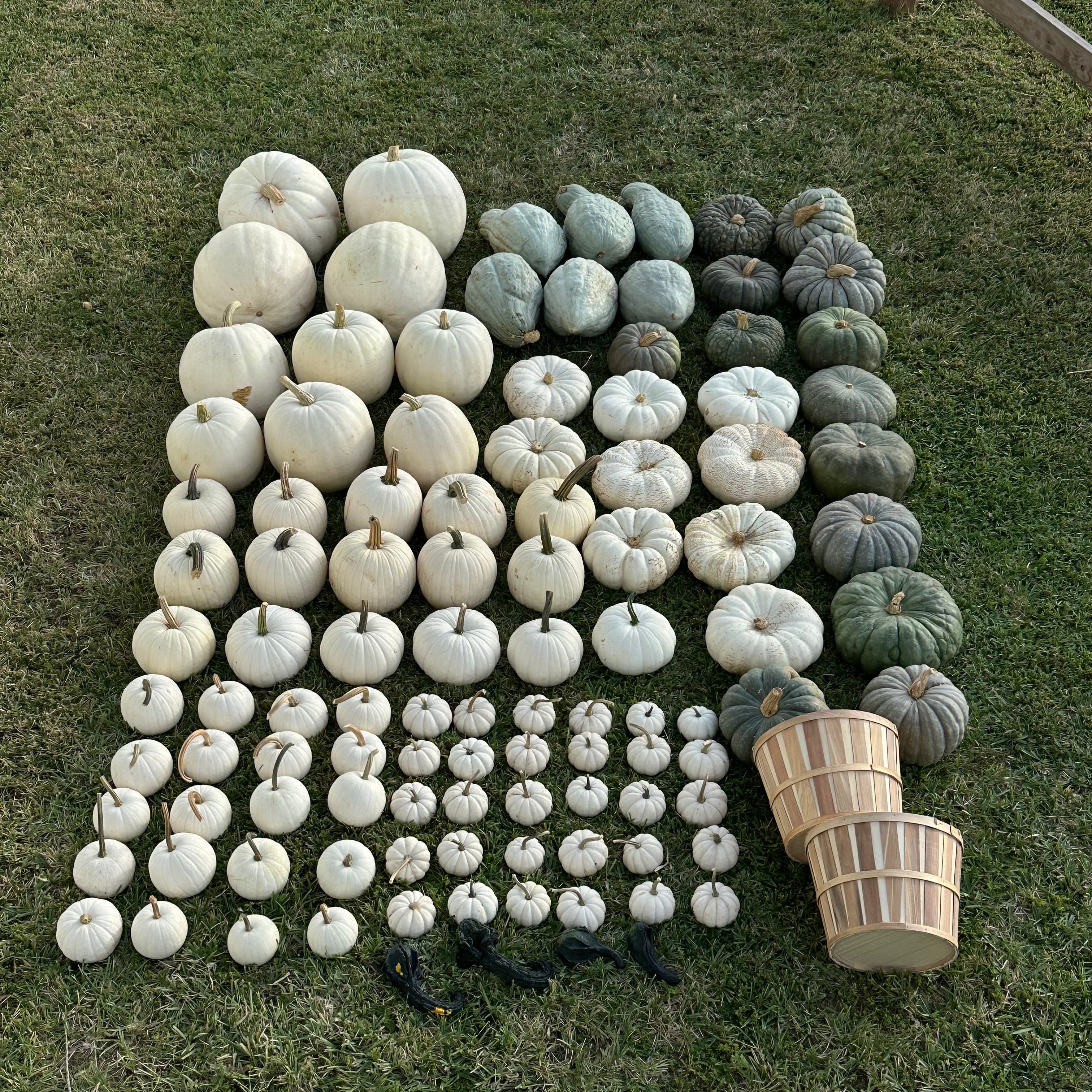 The Harvest Drop