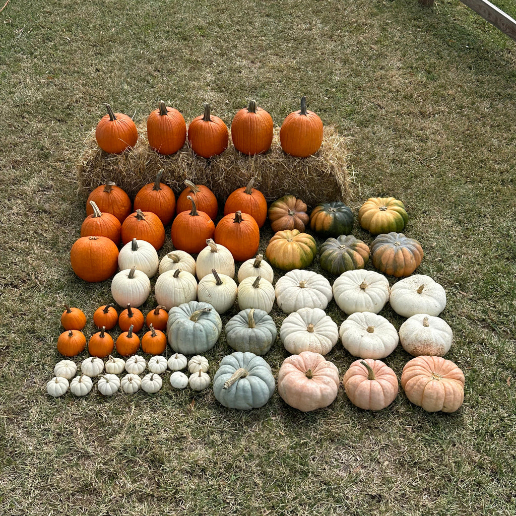 The Harvest Drop