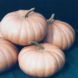 Long Island Cheese - Large