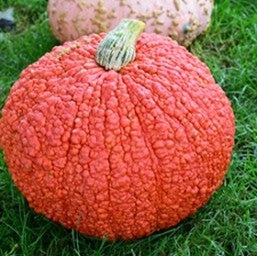 Red Warty Thing - Small