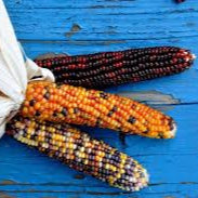 Indian Corn Large