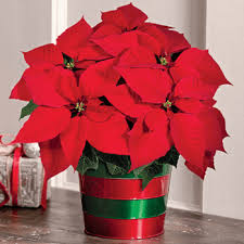 Poinsettia Combo